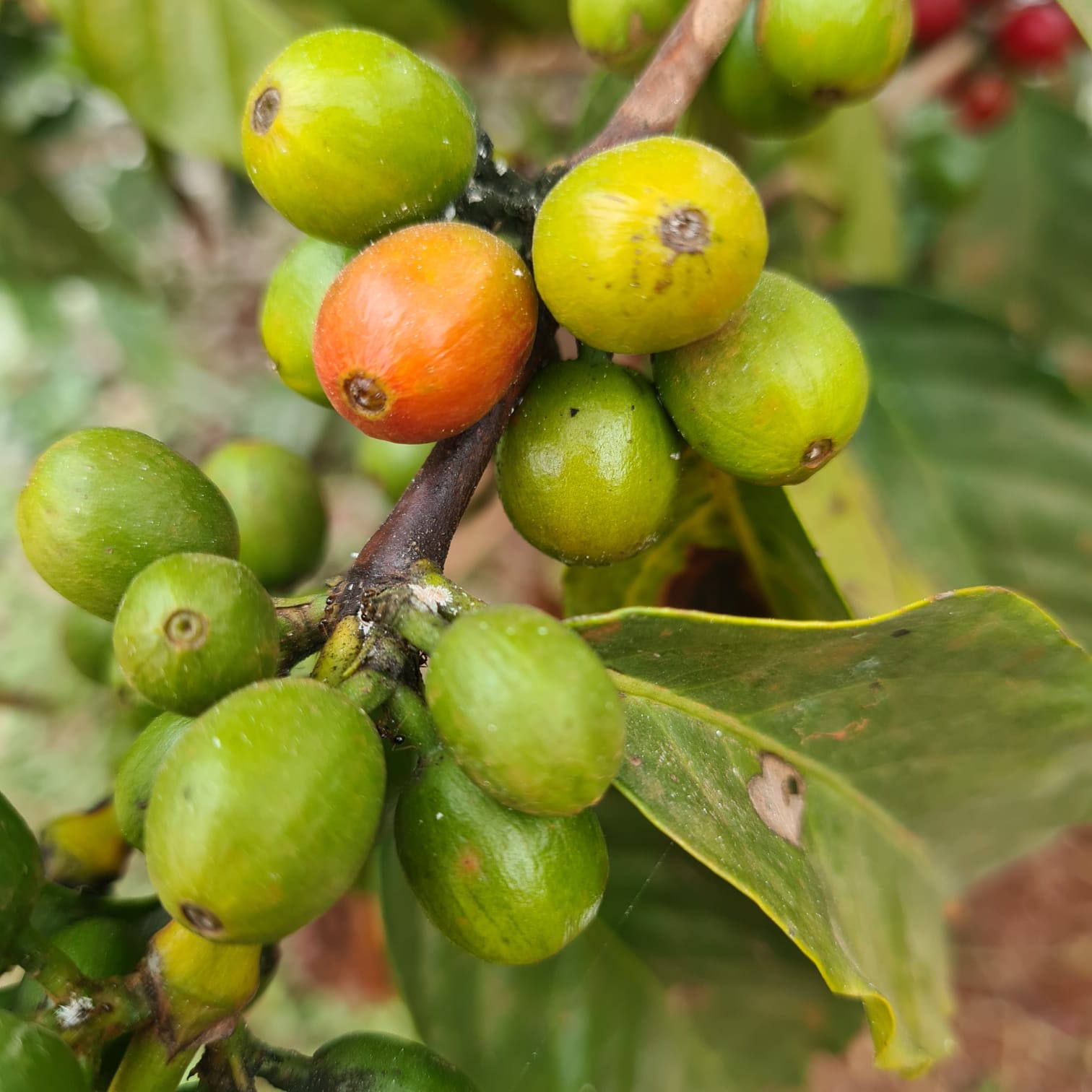 WhatsApp Image 2024-06-19 at 15.05.10 (2)